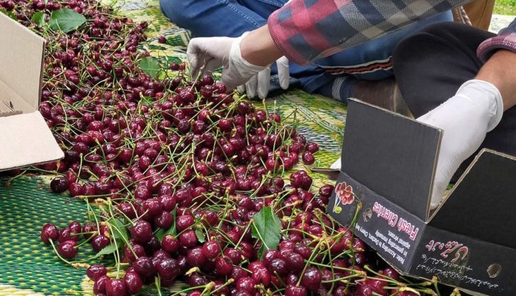 cherry