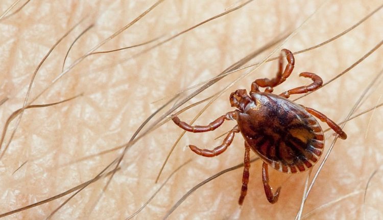 Congo Virus Outbreak