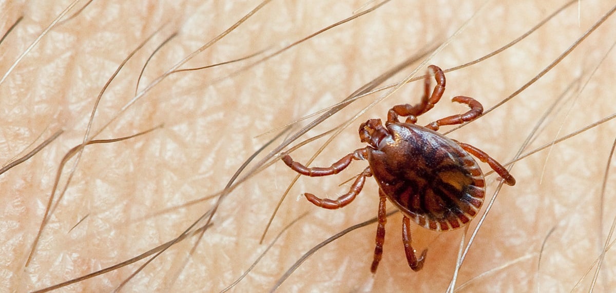 Congo Virus Outbreak