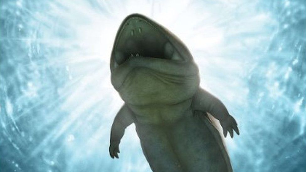 Ancient Lizard-Like Amphibian Species Discovered in Australia