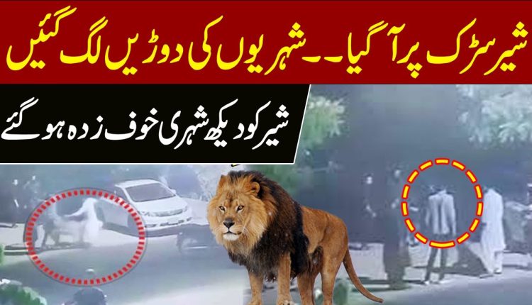 Loin in Karachi Shah Rah-e-faisal