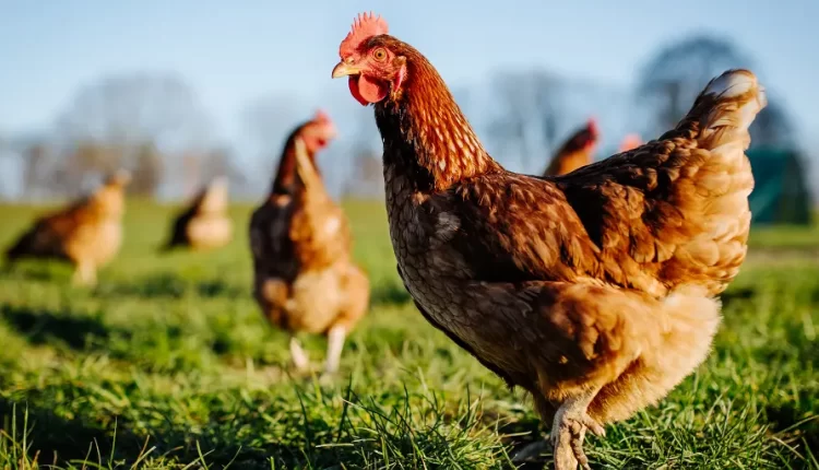 Chicken Communication: New AI System Reveals Their Emotions