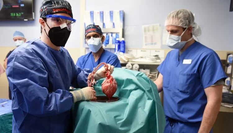 America's Second Human-Pig Heart Transplant Operation