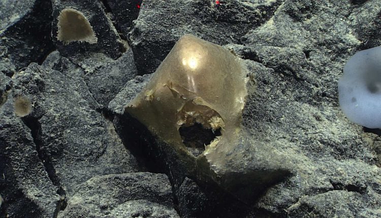 NOAA's Deep-Sea Mystery: The 'Yellow Hat' Organism
