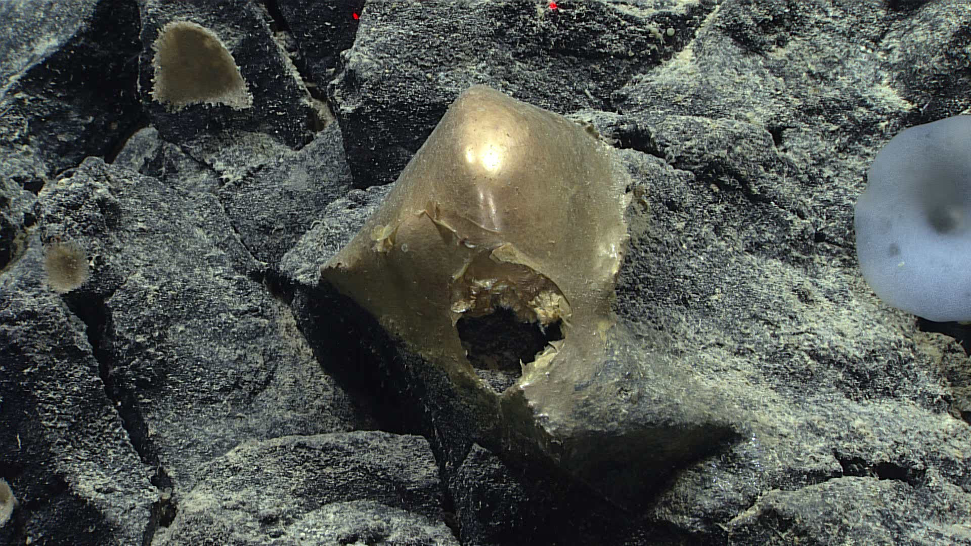 NOAA's Deep-Sea Mystery: The 'Yellow Hat' Organism